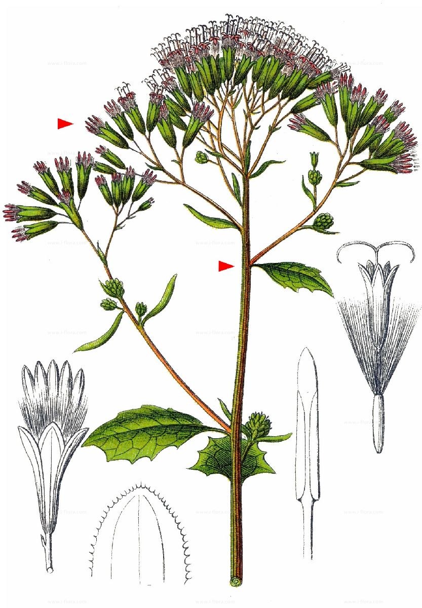 Centaurea nigra цветок