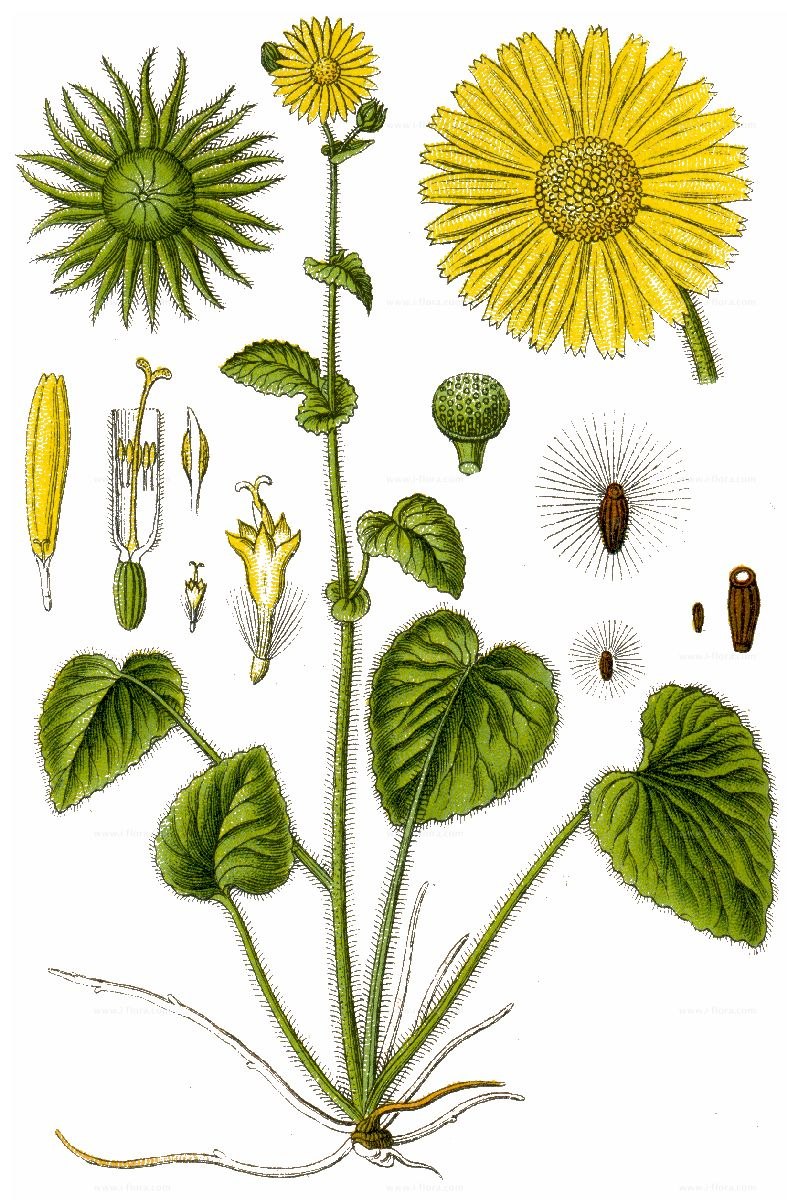 Одуванчик прикорневая розетка