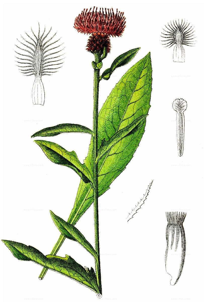 Сложноцветные масличные