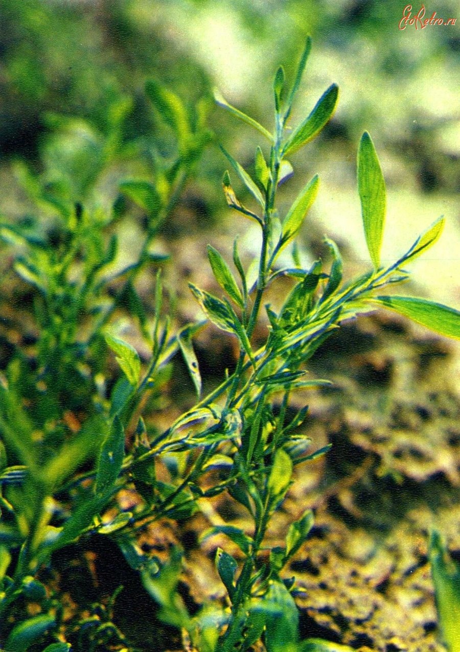 Горец птичий