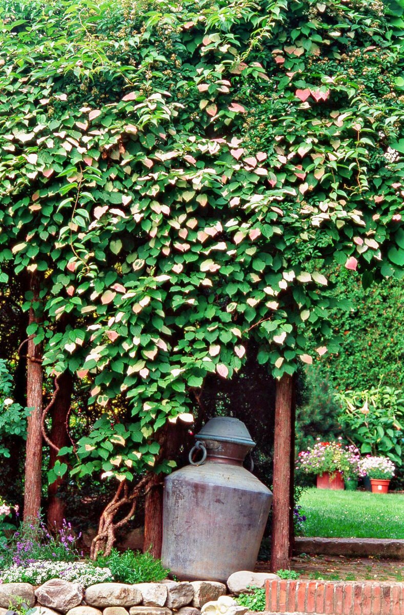 Актинидия коломикта на перголе