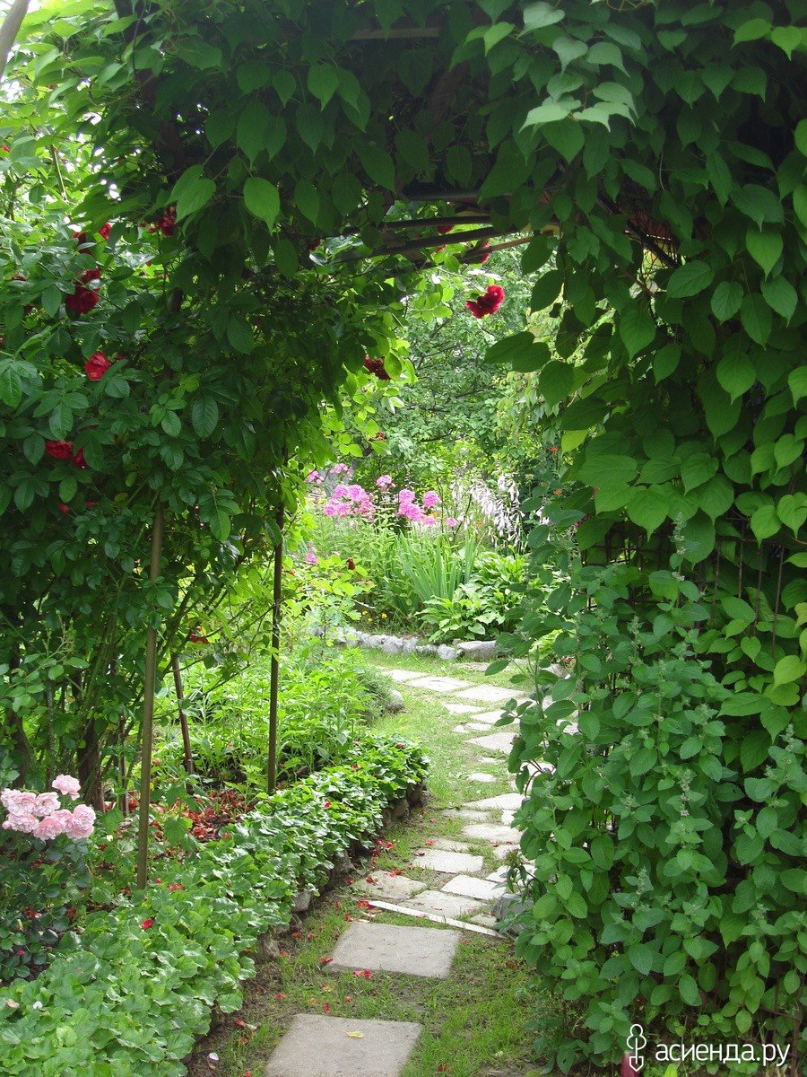 Актинидия на даче