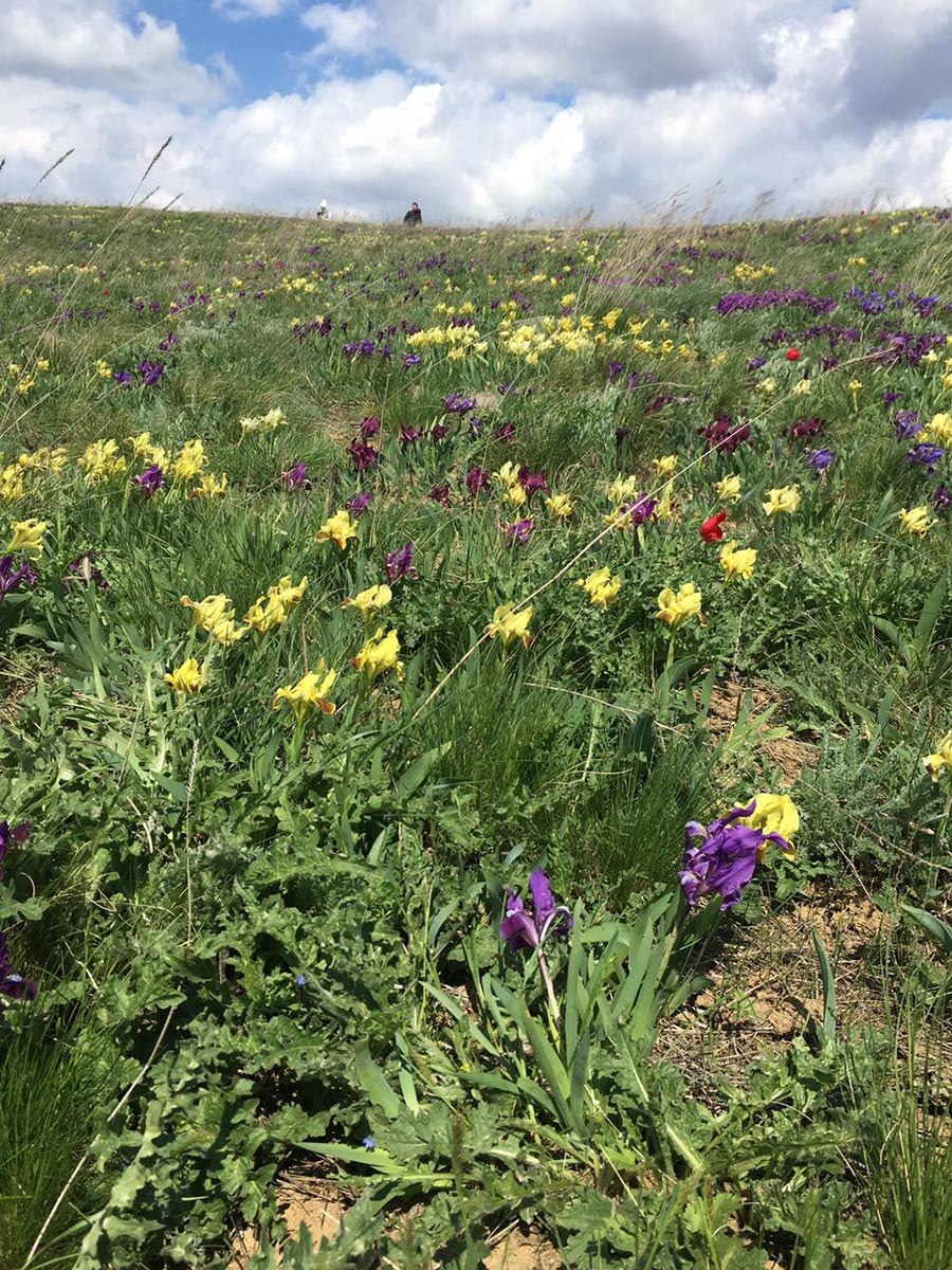 Цветение тюльпанов в Калмыкии