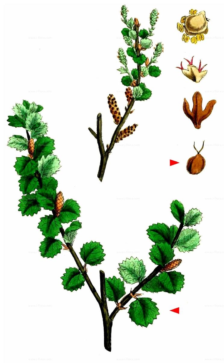 Береза тощая (Betula Exilis Sukacz.)