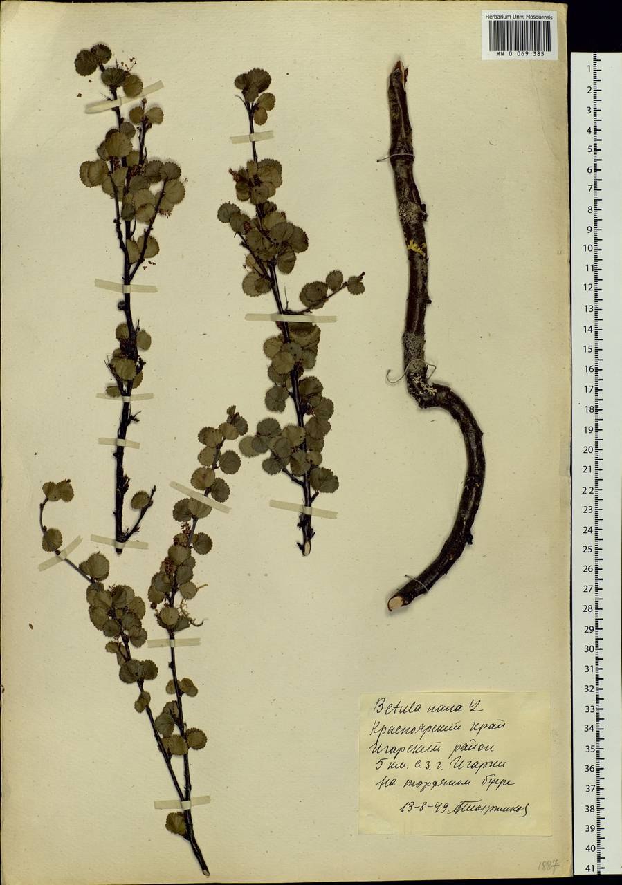 Береза карликовая опыление