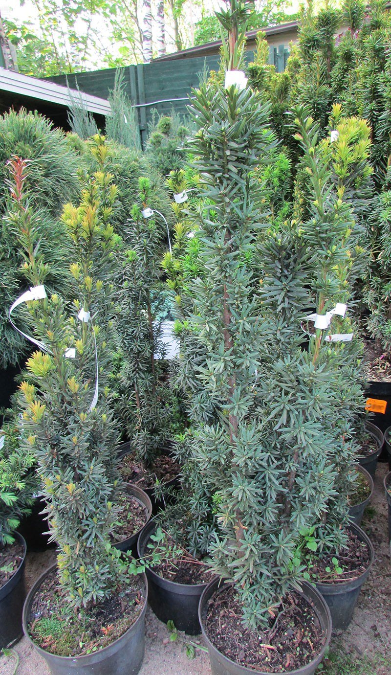 Туя Грин рокет