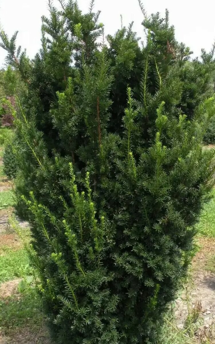 Тис ягодный Фастигиата Ауреа