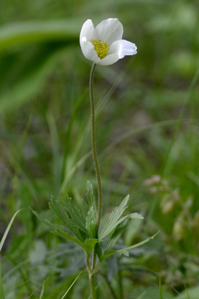 Анемона Лесная (ветреница Лесная)