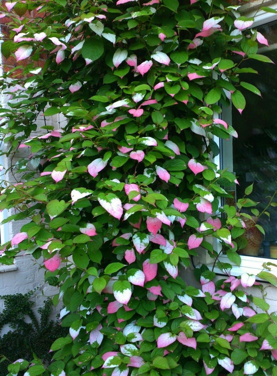 Актинидия место для посадки