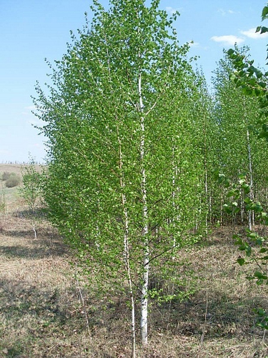 Береза крупнолистная