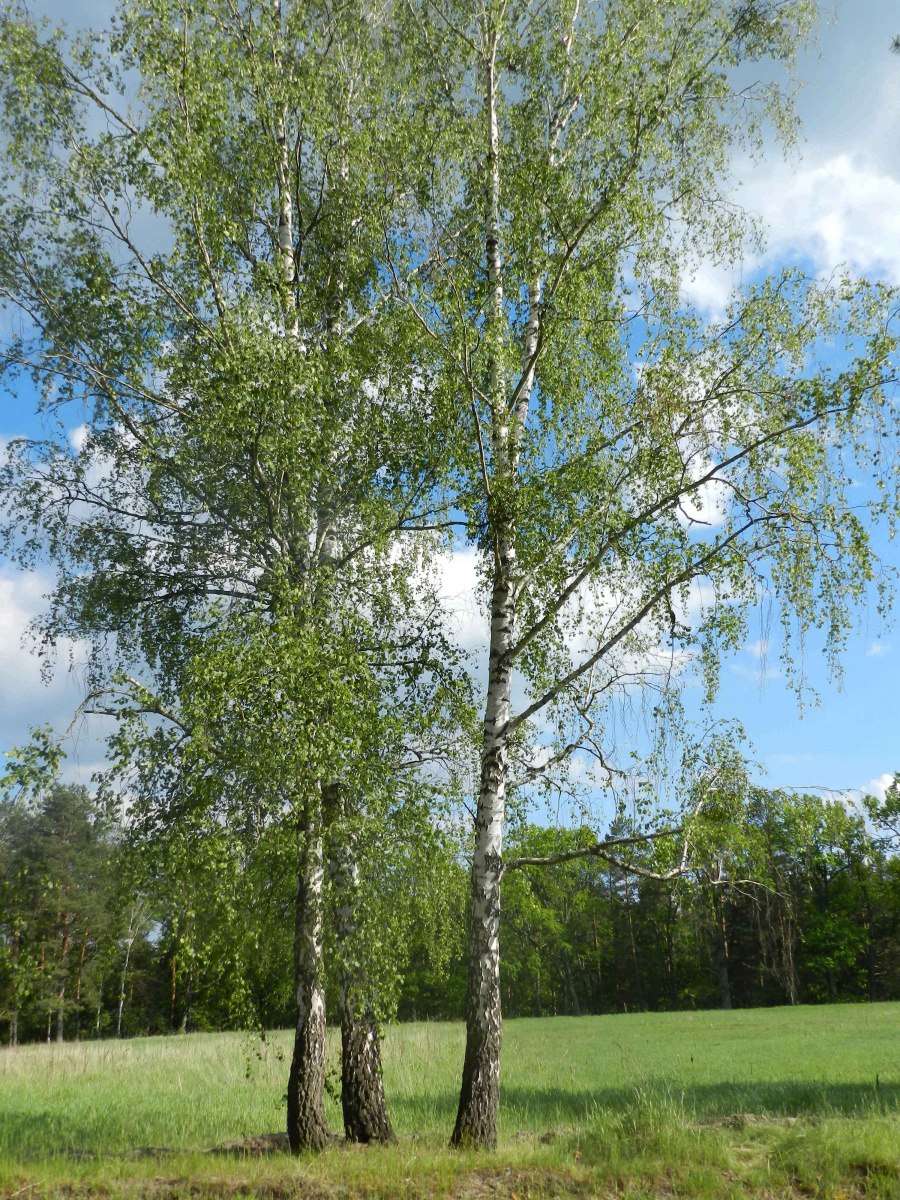Береза повислая Betula pendula
