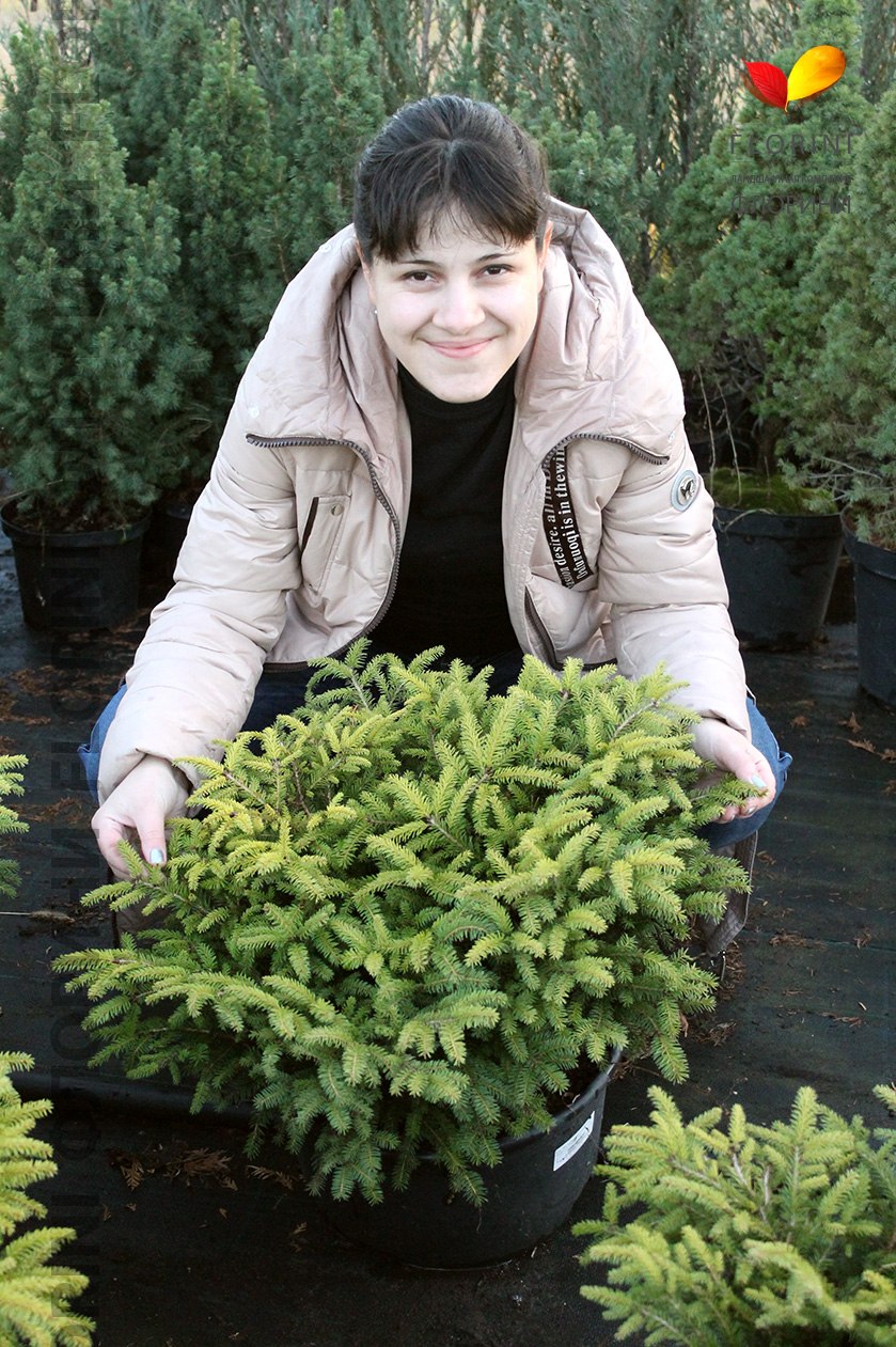 Ель обыкновенная Нидиформис p10,5