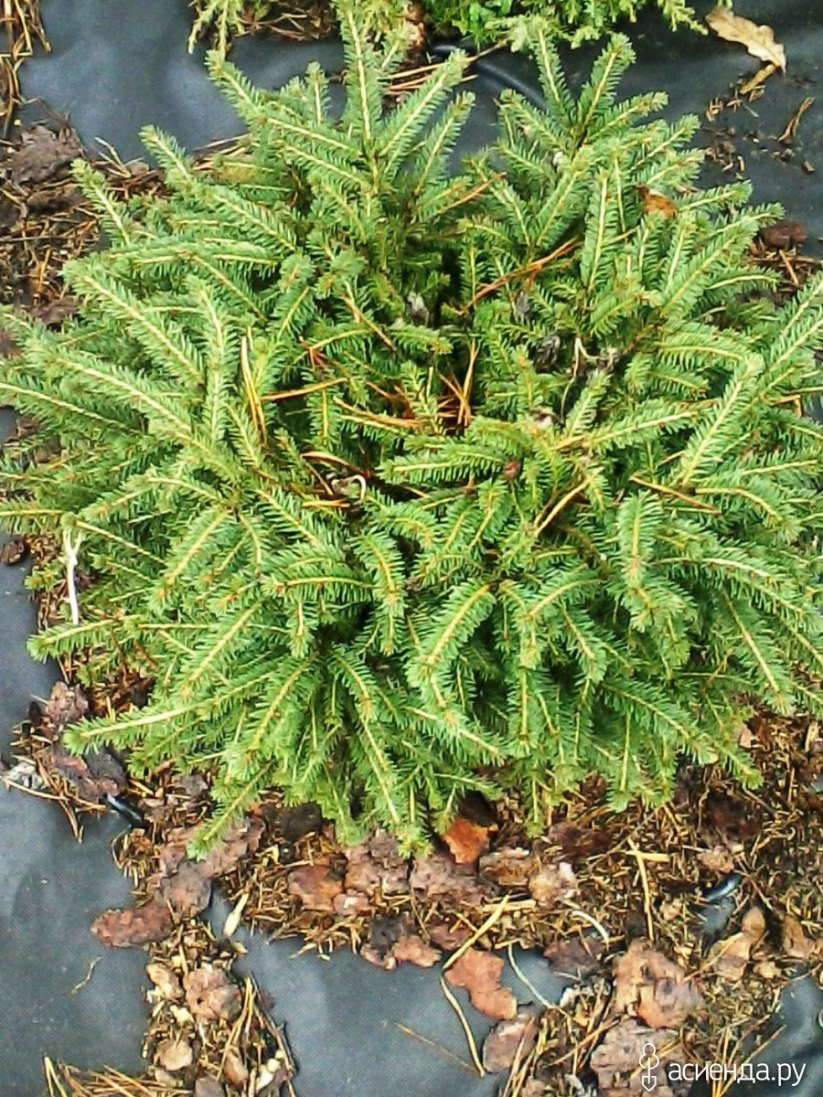 Пересадка ели нидиформис на другое место