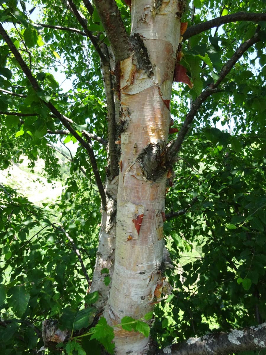 Береза Радде "Betula raddeana