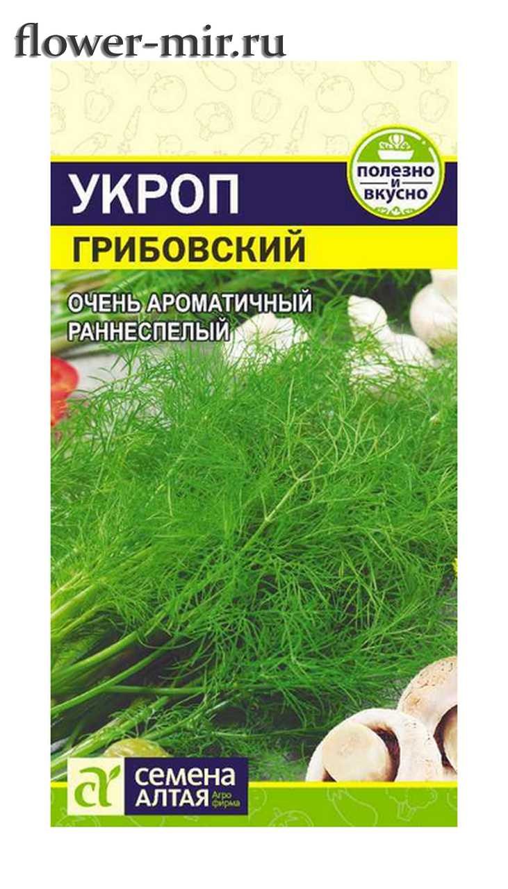 Сорт укропа Каскеленский