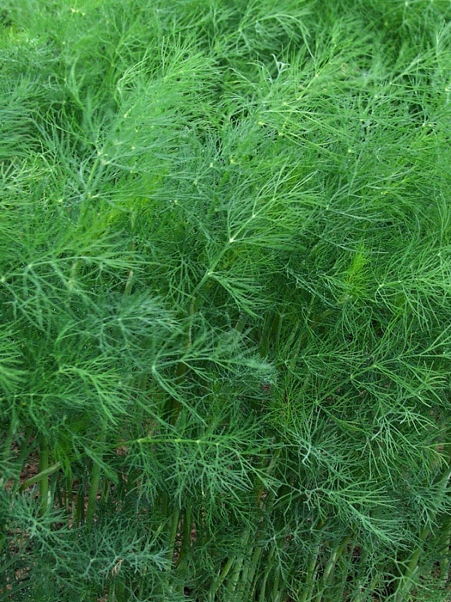 Гавриш укроп Грибовский