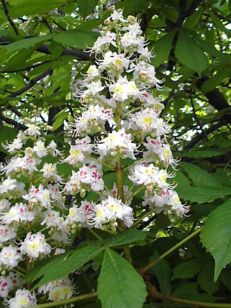 Каштан в цвету