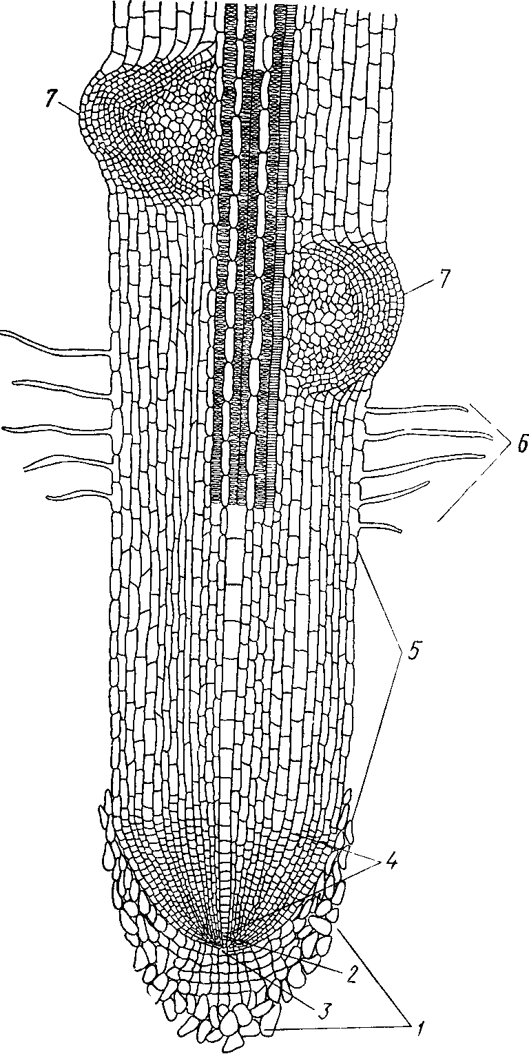 Боковые корни растений