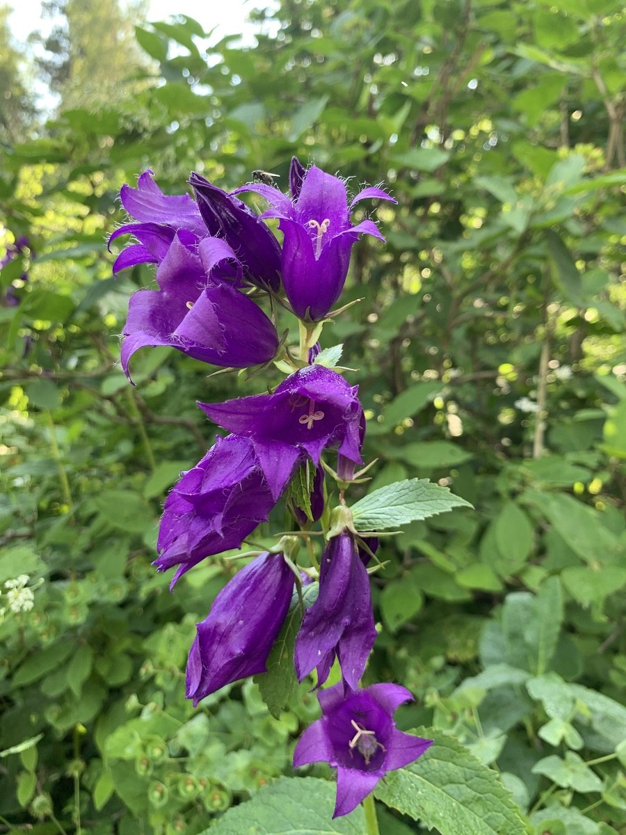 Колокольчик Campanula latifolia