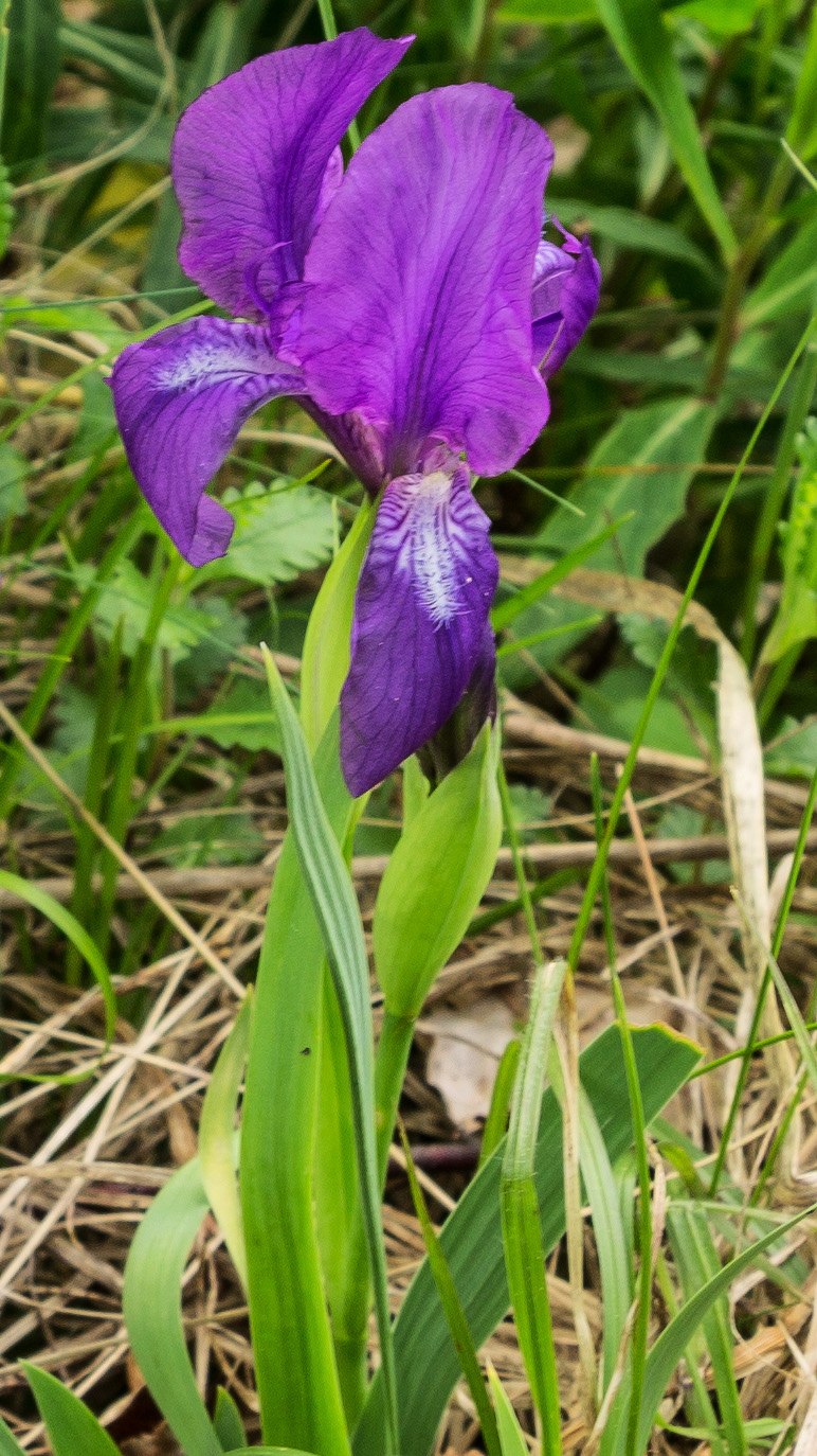 Касатик Сибирский дикий
