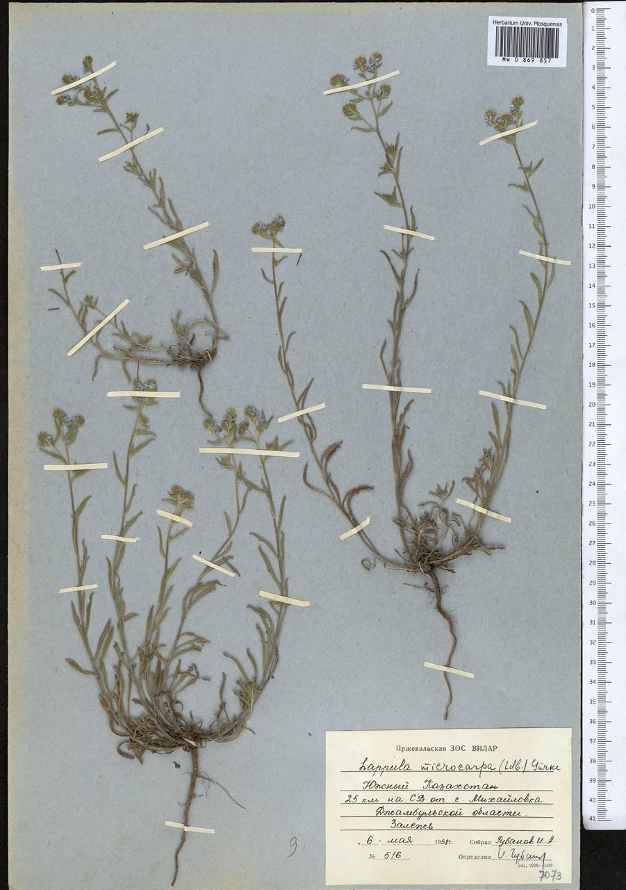 Куст репейника