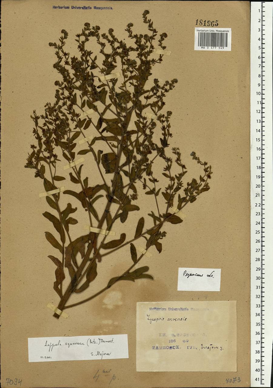 Липучка репейчатая