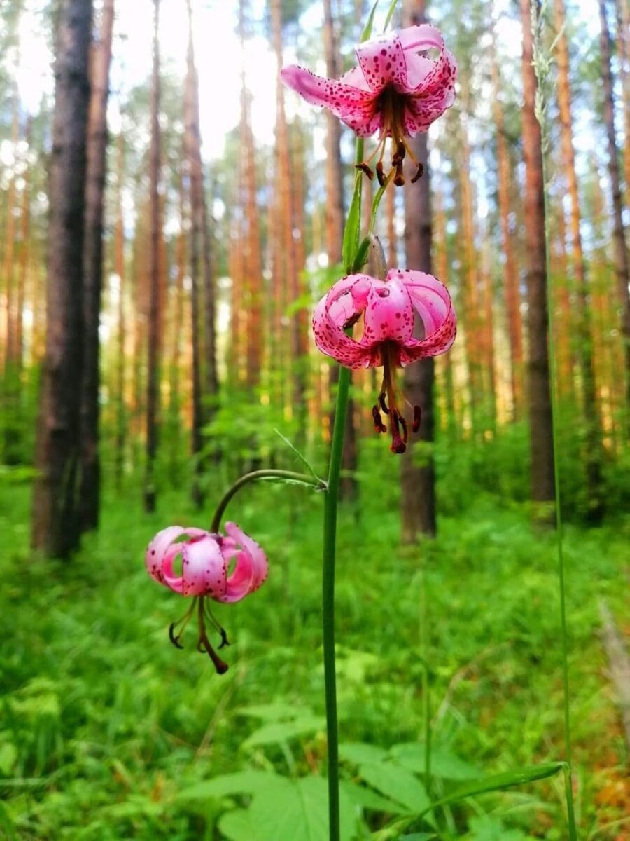 Дикая Лилия саранка