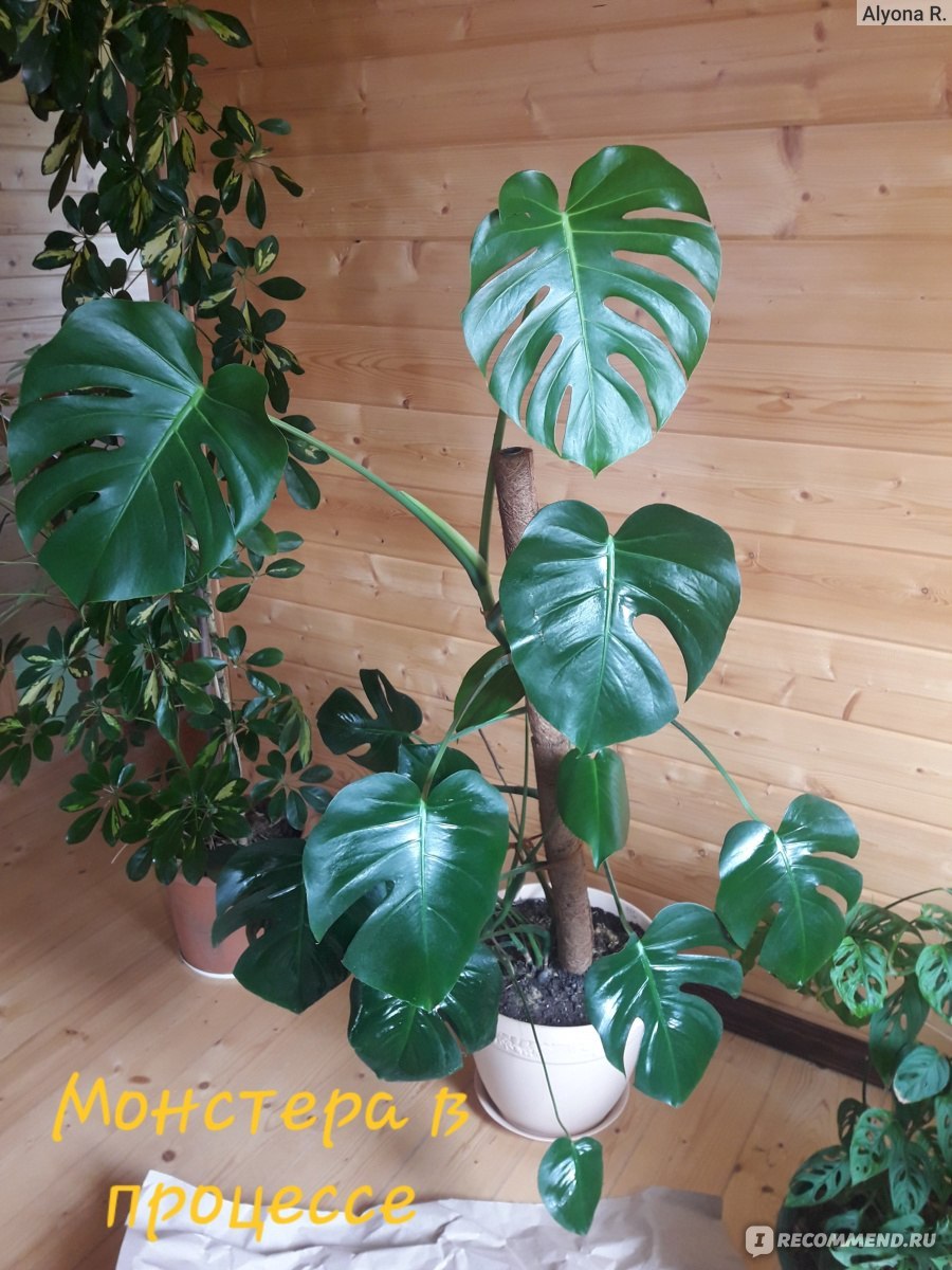 Монстера шеффлера