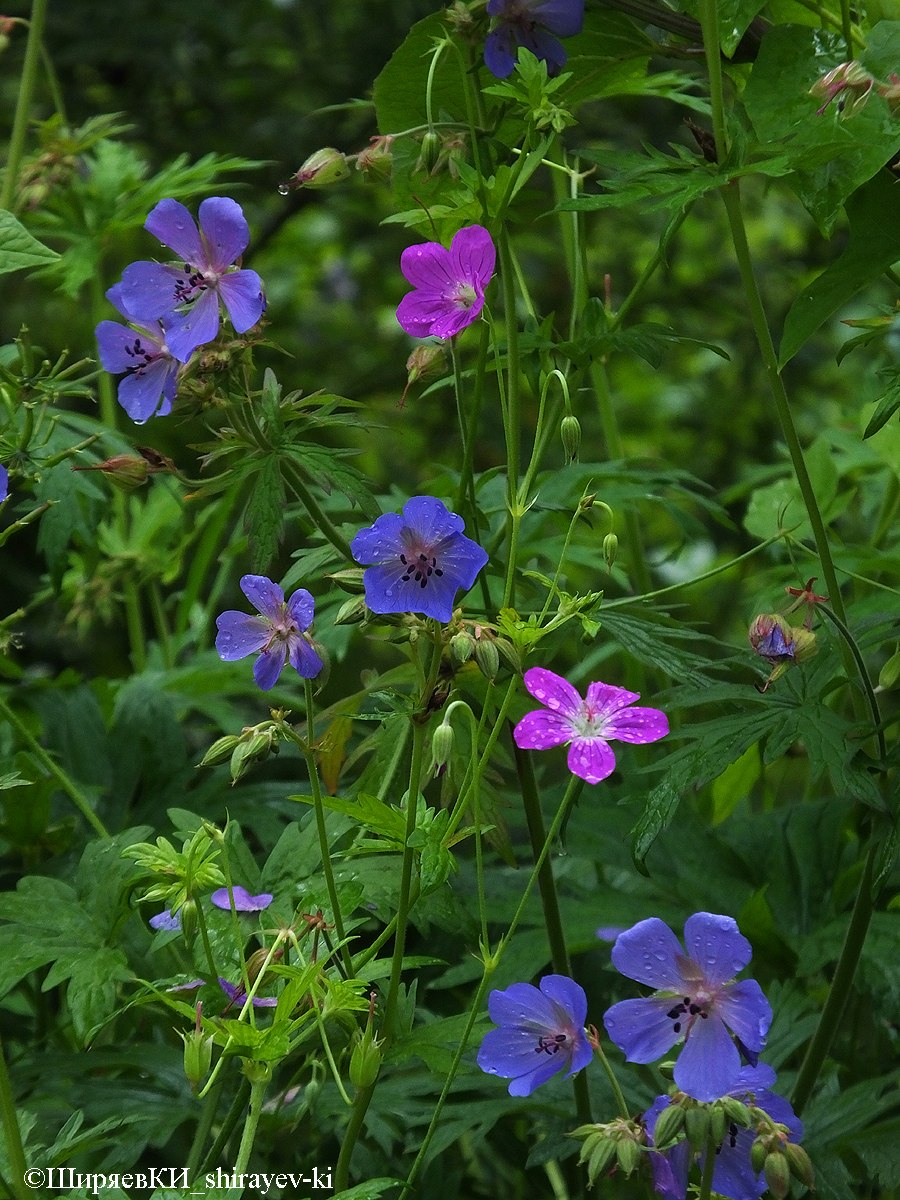 Герань Луговая