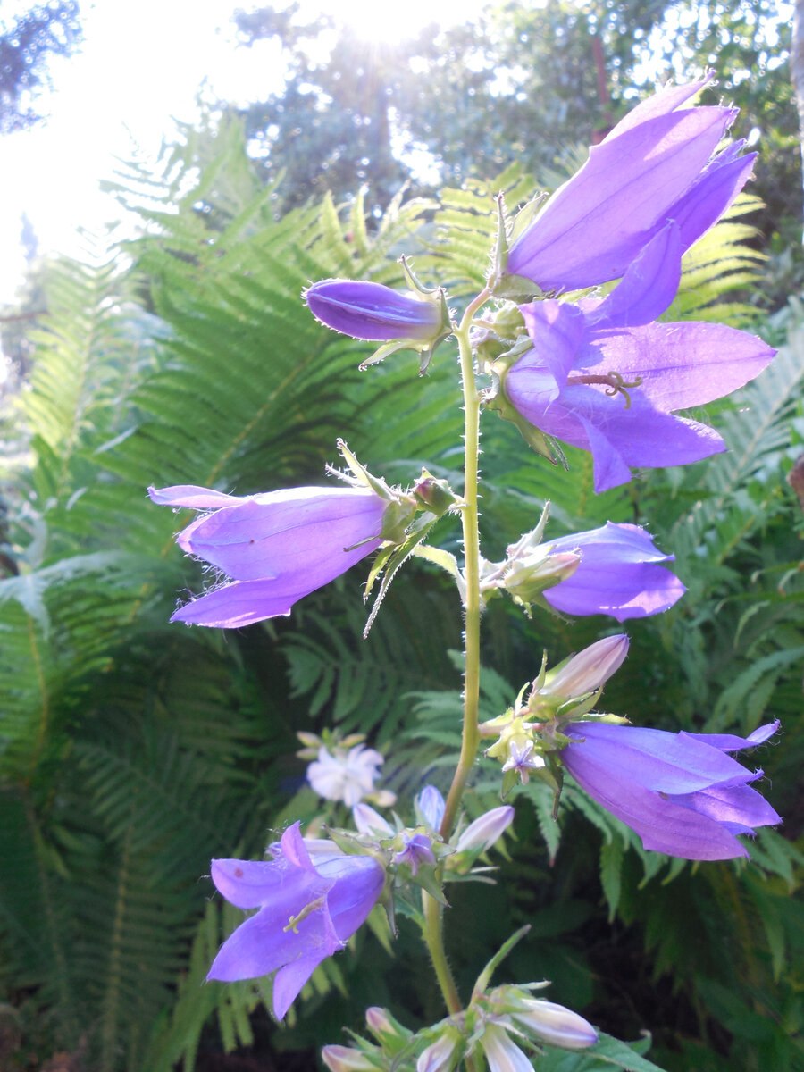 Campanula trachelium