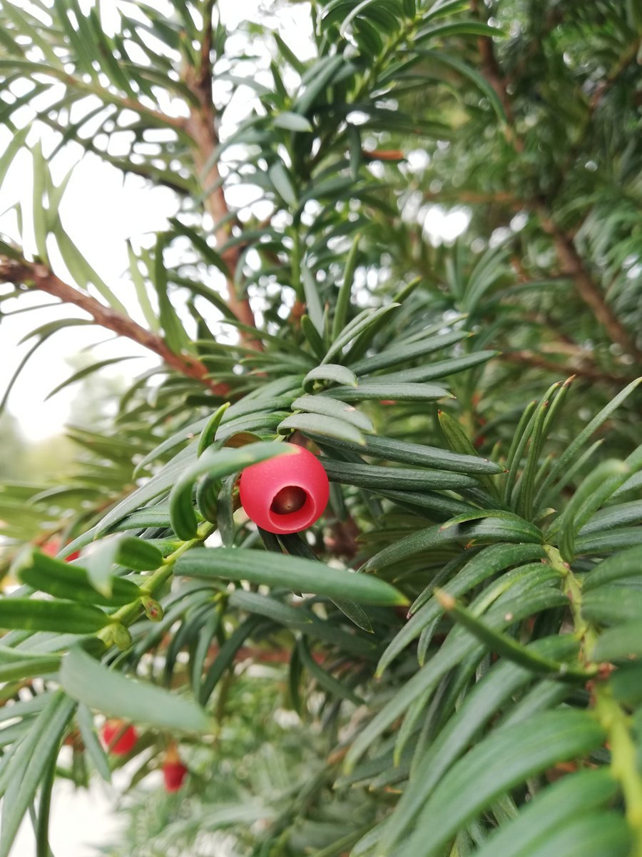 Присемянником (ариллусом);