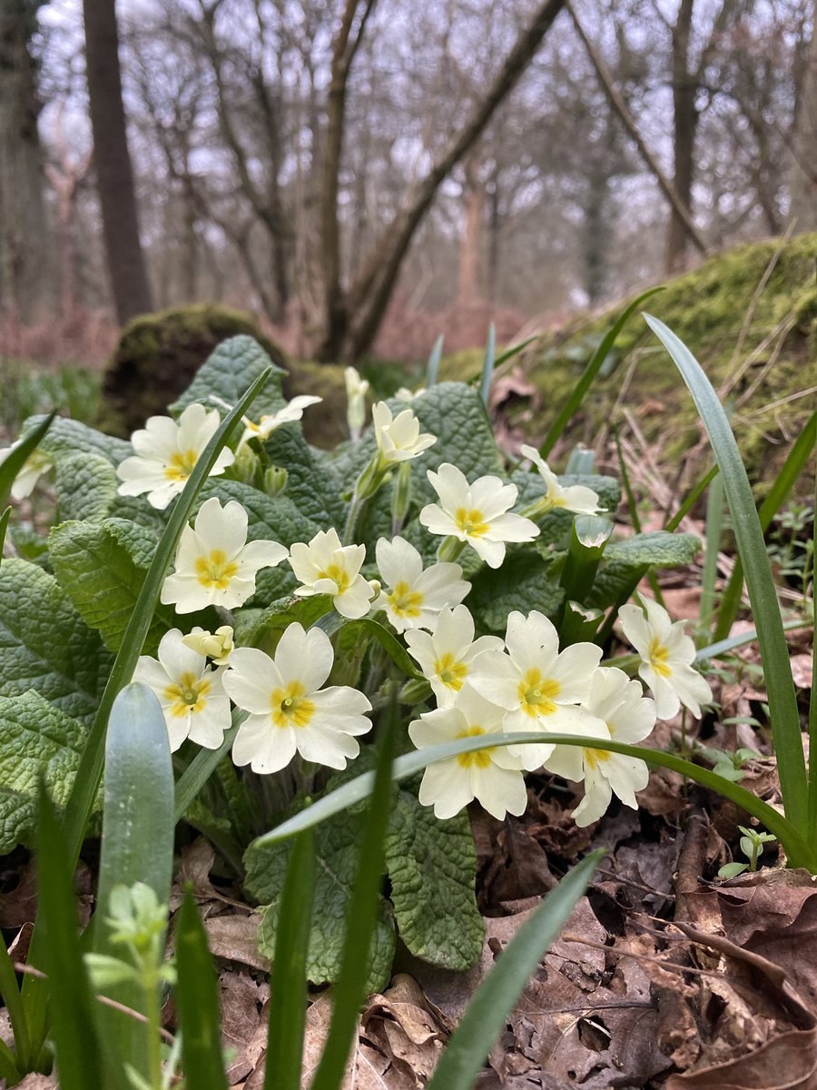 Первоцвет высокий берег