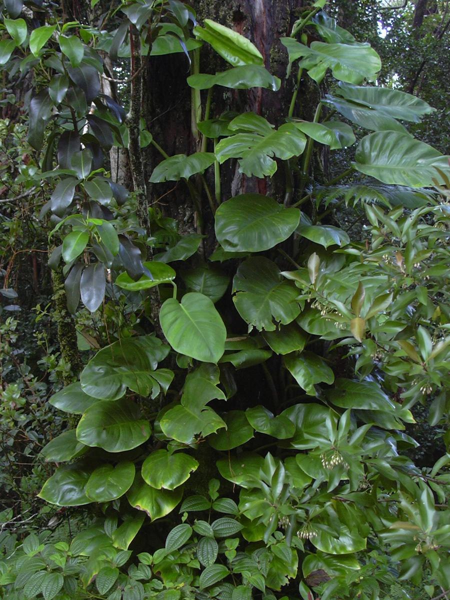 Сингониум Хоффмани