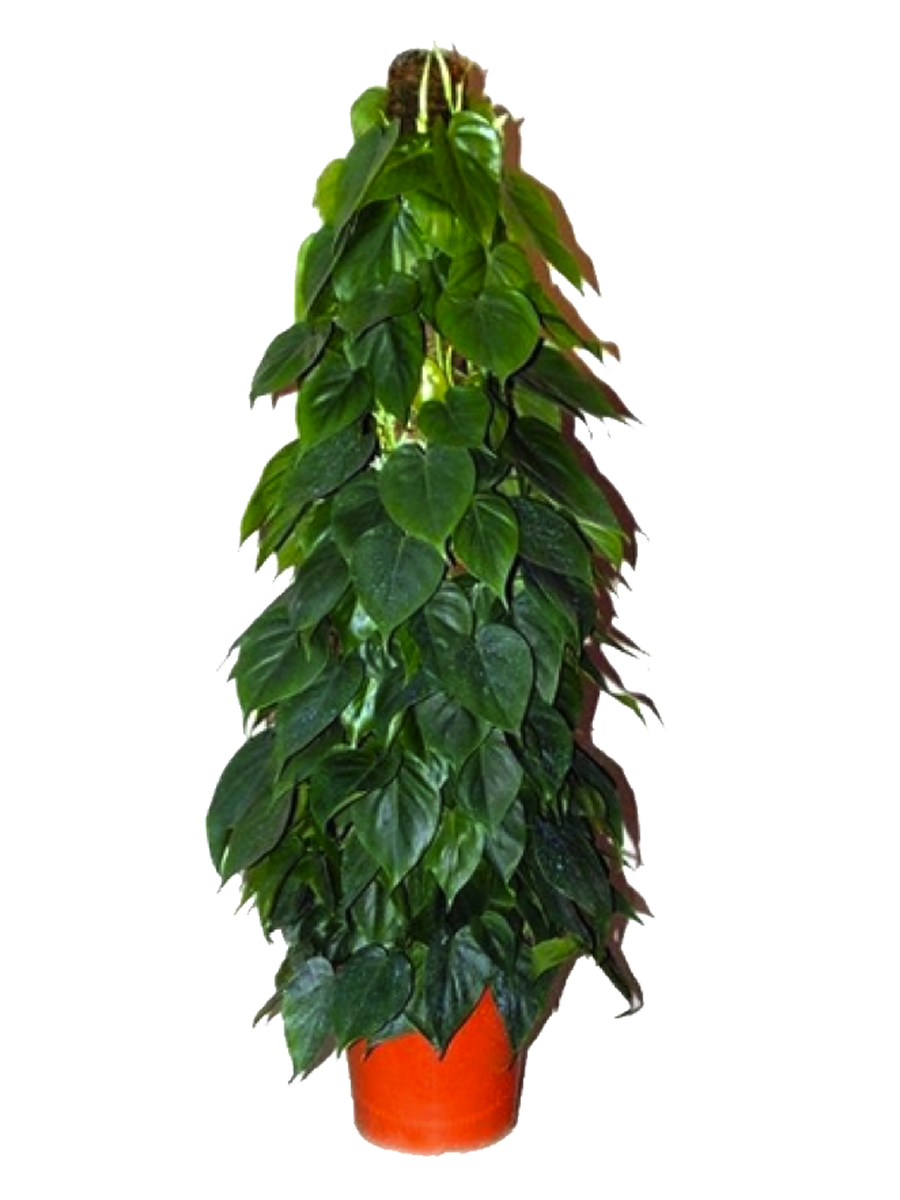 Род вечнозеленых вьющихся растений семейства ароидные