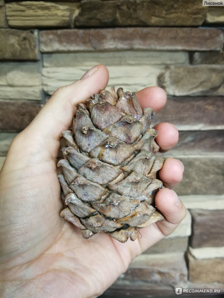 Сосна Кедровая европейская шишки