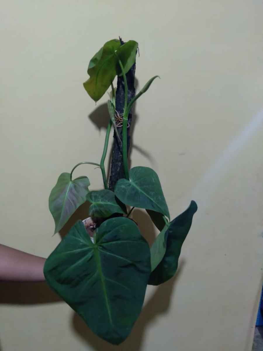 Филодендрон золотая скрипка