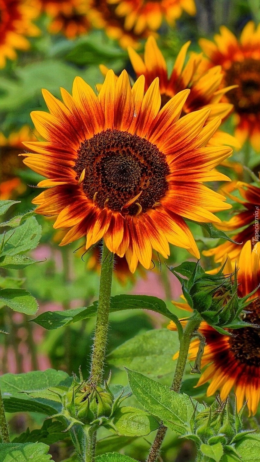 Подсолнечник однолетний Сириус