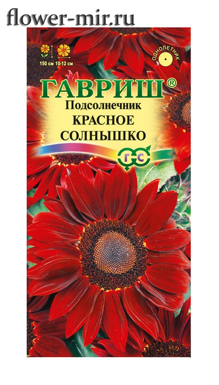 Декоративный подсолнух красное солнышко