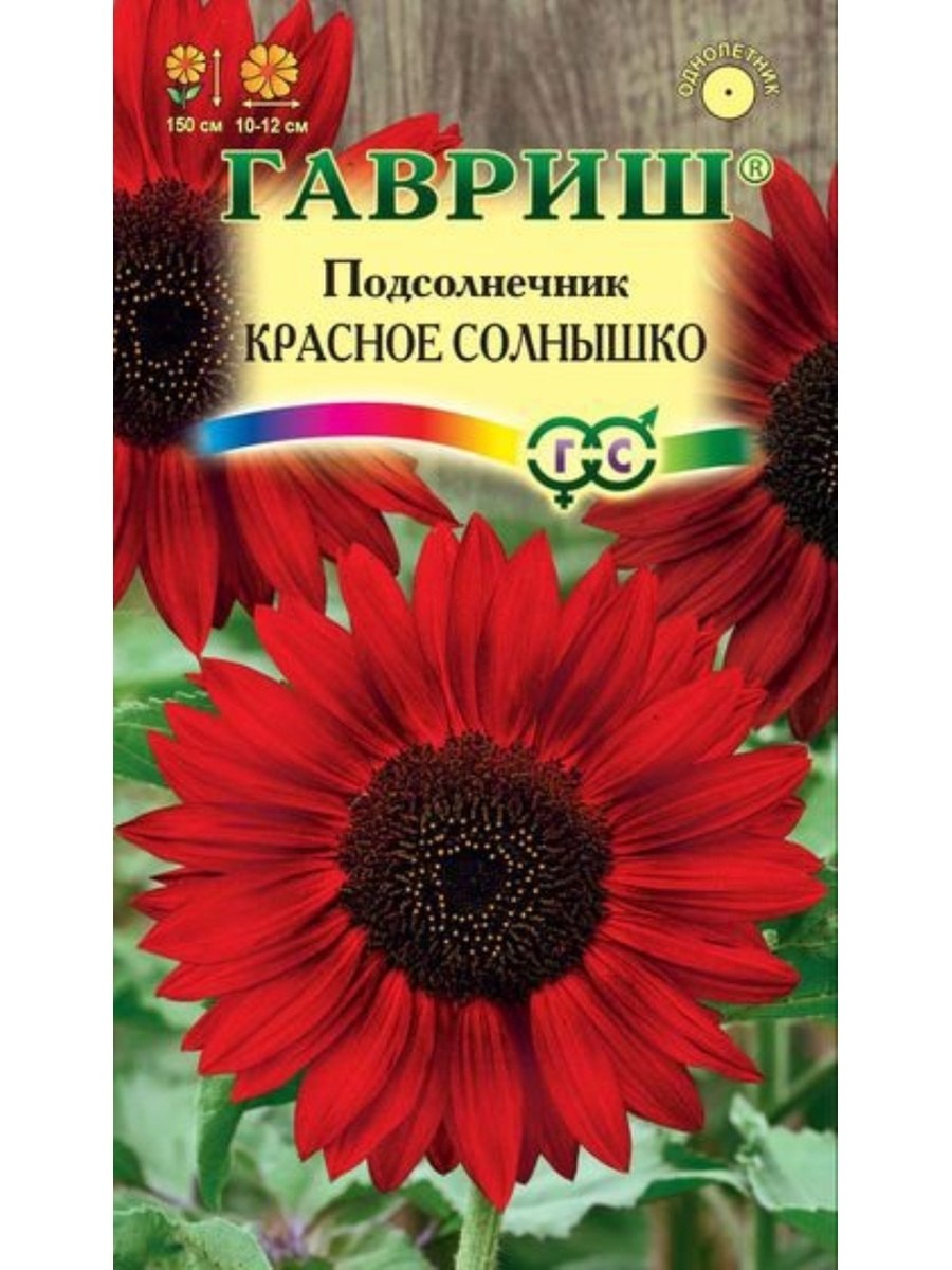 Подсолнух красное солнышко фото