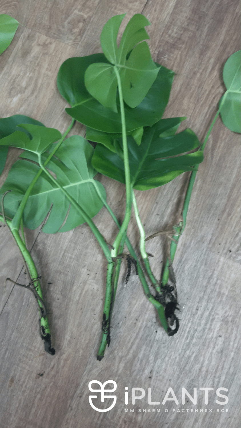 Монстера обликва размножение