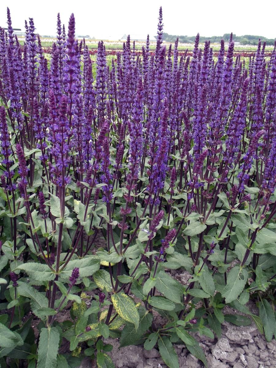 Шалфей Goldblatt icterina