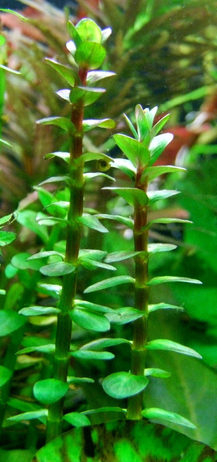 Аммания Грацилис (Ammannia gracilis)