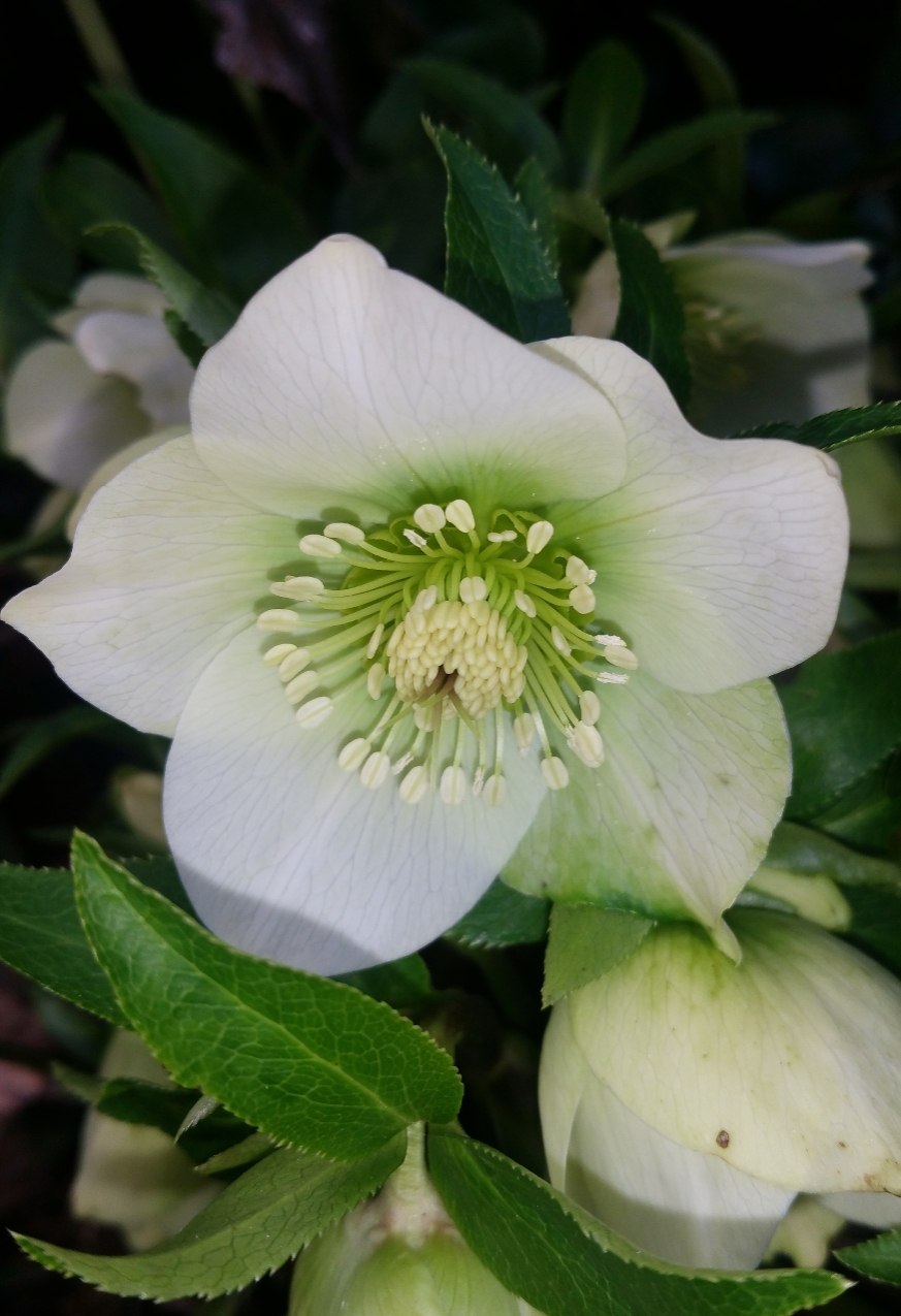 Морозник зимовник