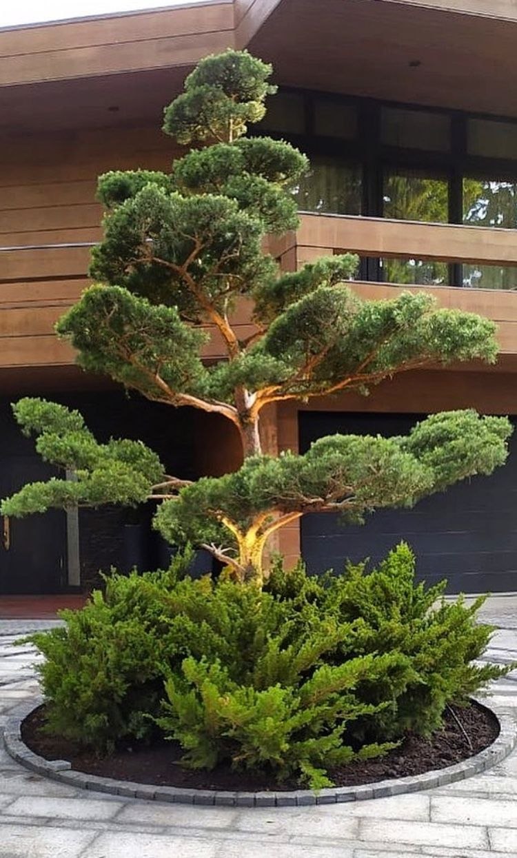 Бонсай вечнозеленый