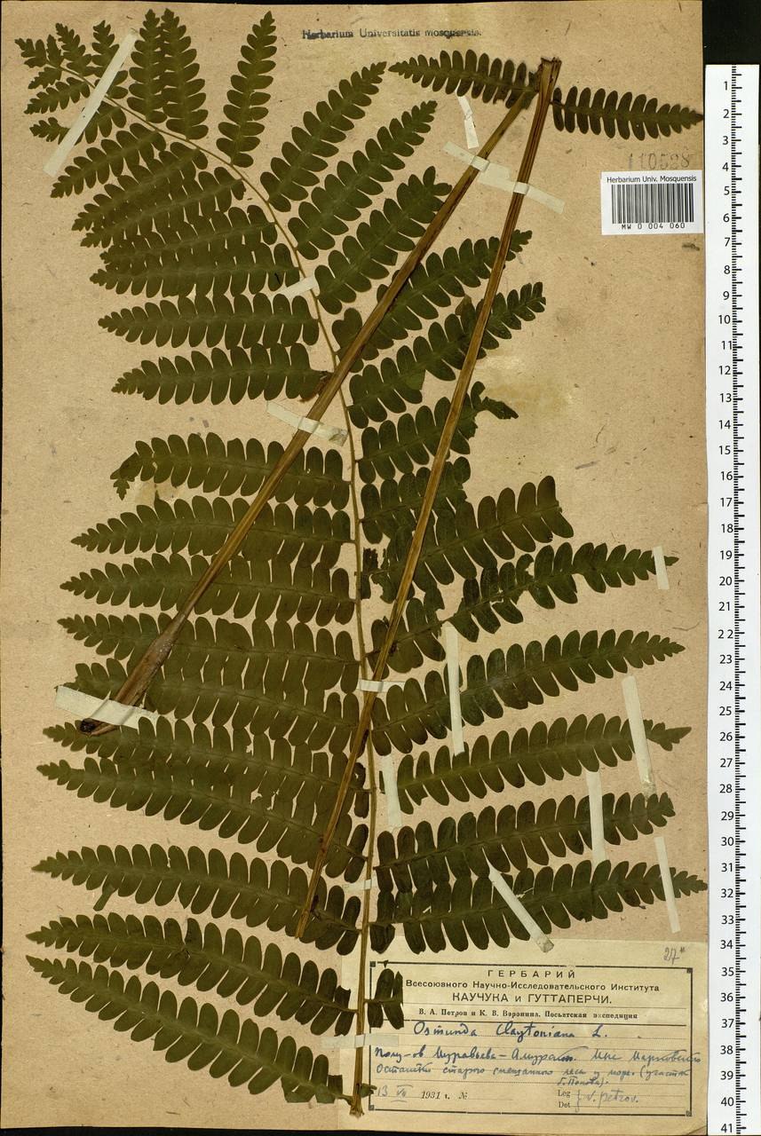 Папоротник страусник молодой