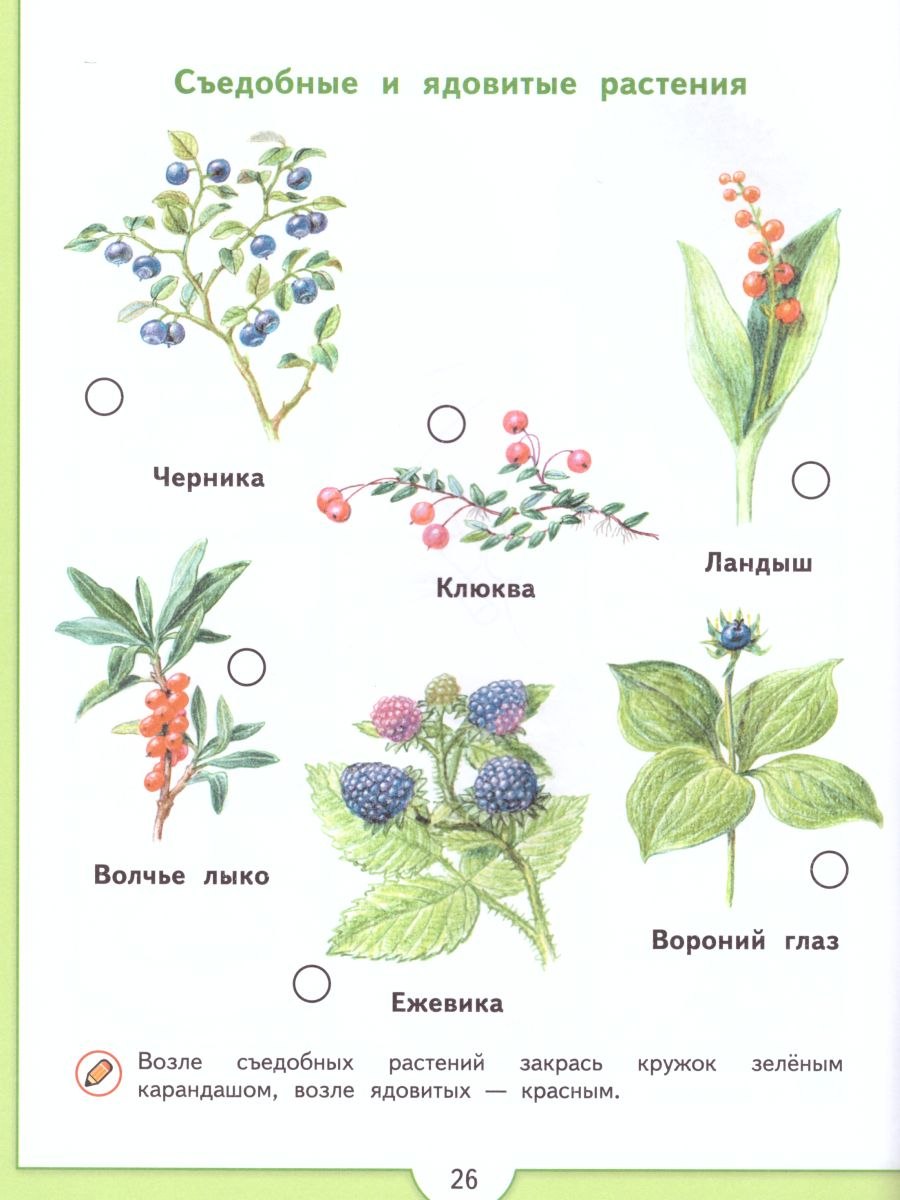 Лиственный лес с тропинкой зеленый желтый красный