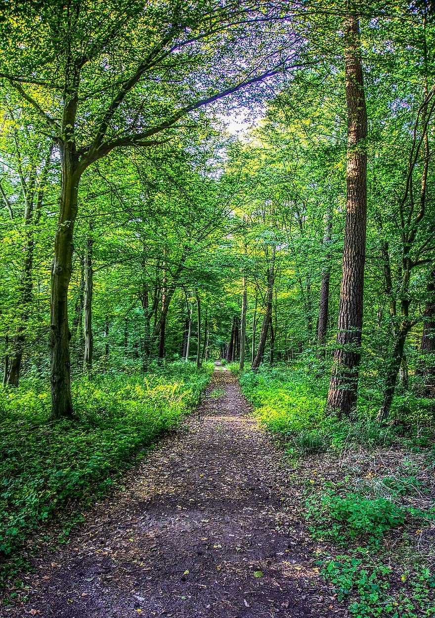 Земля в лесу