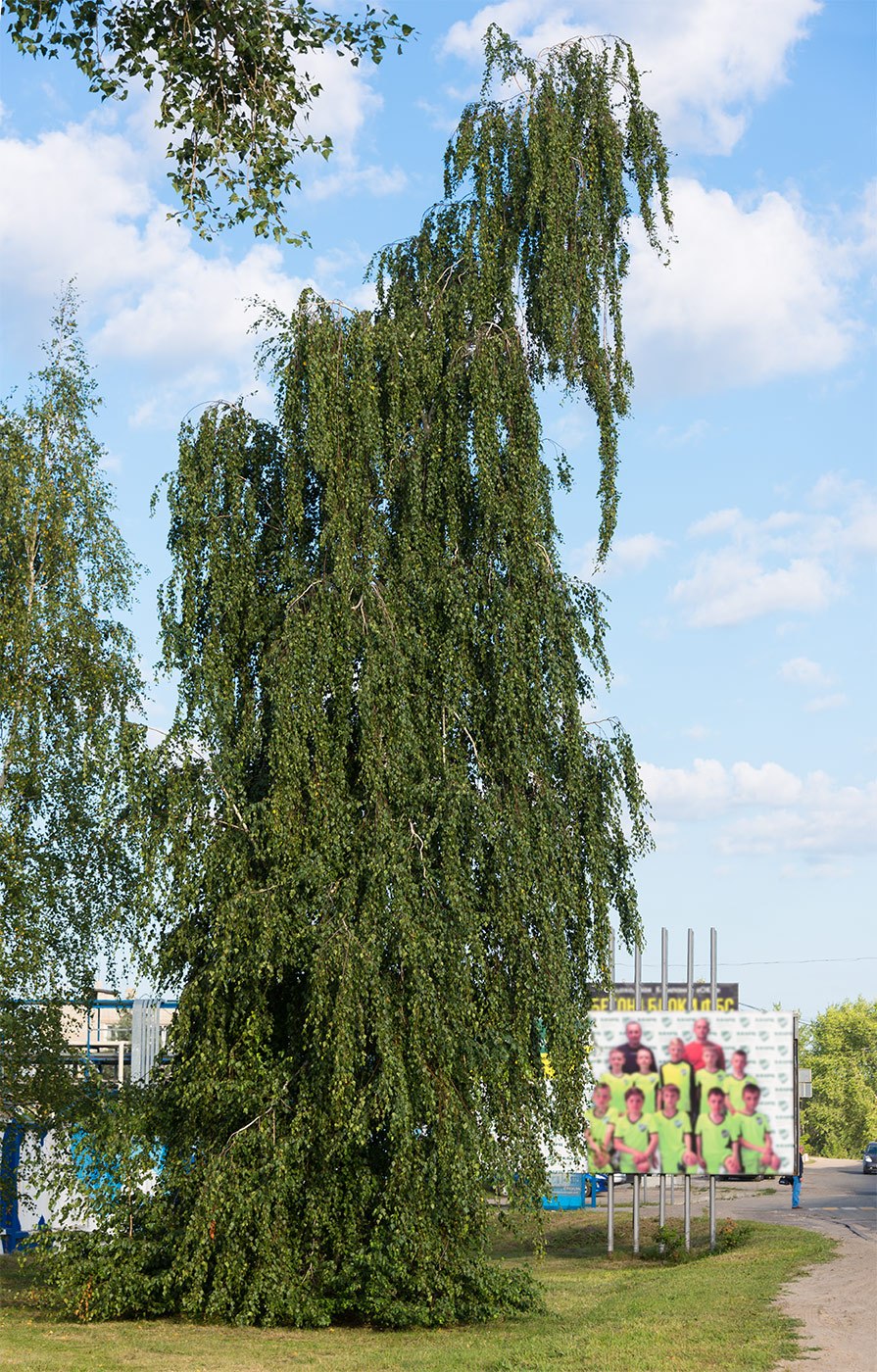 Береза гималайская Доренбос