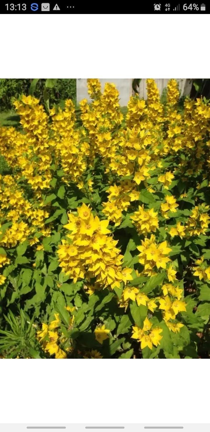 Вербейник Златовласка