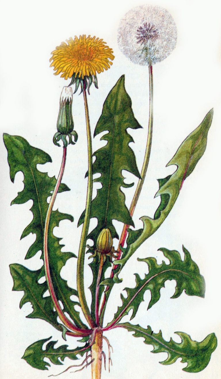 Asteraceae семейство